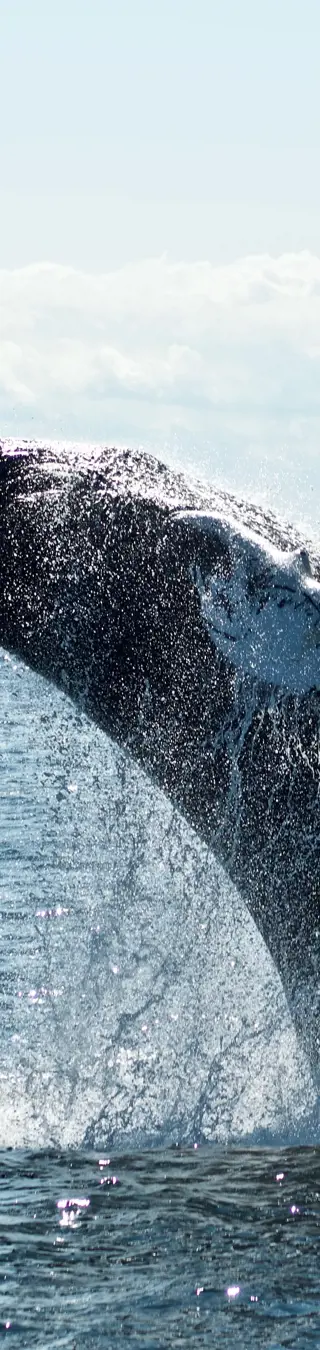 Beobachte die verschiedenen Vögel vom Wasser aus